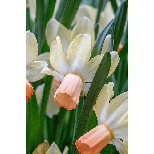 Daffodil (Narcissus) Botanical/Rockgarden Carice 8 Bulbs Ready for Planting Now in UK Autumn Outdoor Gardens