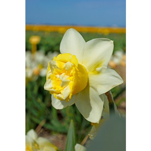 Daffodil (Narcissus) Double Popeye 5 Bulbs Ready for Planting Now in UK Autumn Outdoor Gardens