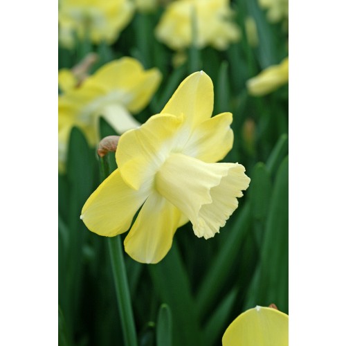 Daffodil (Narcissus) Large Cupped Avalon 5 Bulbs Ready for Planting Now in UK Autumn Outdoor Gardens