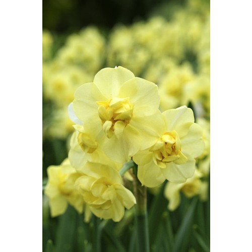 Daffodil (Narcissus) Tazetta/Multiflowering Yellow Cheerfulness 5 Bulbs Ready for Planting Now in UK Autumn Outdoor Gardens