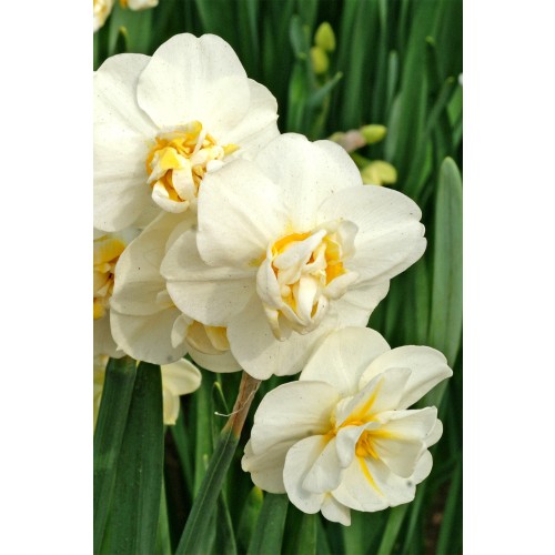 Daffodil (Narcissus) Tazetta/Multiflowering Cheerfulness 5 Bulbs Ready for Planting Now in UK Autumn Outdoor Gardens by Jamieson Brothers