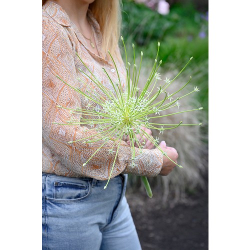 Allium Schubertii Arctic Snow 3 Bulbs Ready for Planting Now in UK Autumn Outdoor Gardens