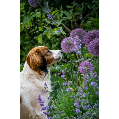 Allium Party Balloons 1 Bulb Ready for Planting Now in UK Autumn Outdoor Gardens