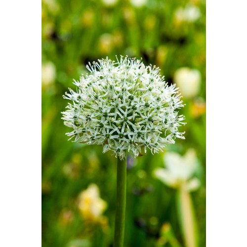 Allium Festival 25 Bulbs Ready for Planting Now in UK Autumn Outdoor Gardens