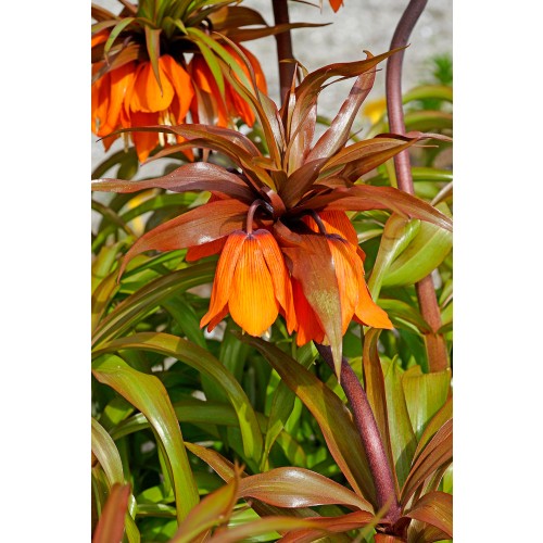 Fritillaria Sunset 1 Bulb Ready for Planting Now in UK Autumn Outdoor Gardens
