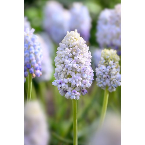 Muscari Nature'S Beauty 10 Bulbs Ready for Planting Now in UK Autumn Outdoor Gardens by Jamieson Brothers