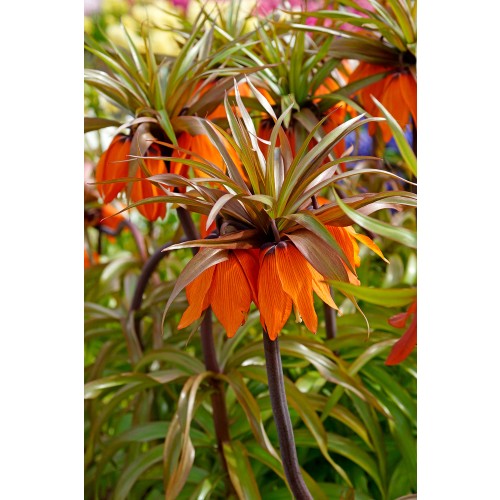Fritillaria Imperialis Sunset 1 Bulb Ready for Planting Now in UK Autumn Outdoor Gardens