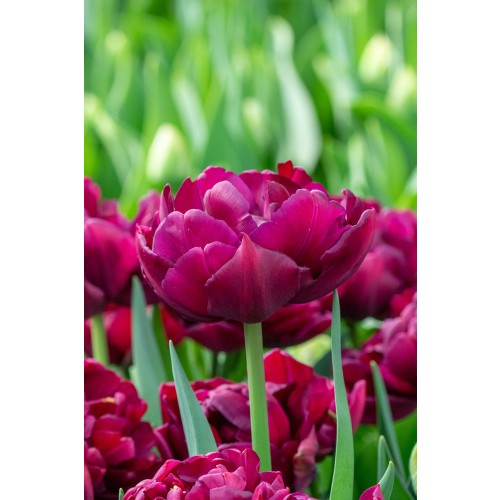 Tulip Double Early Alison Bradley 6 Bulbs Ready for Planting Now in UK Autumn Outdoor Gardens