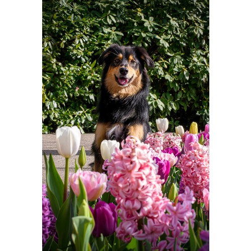 Hyacinthus Orientalis Mixed 5 Bulbs Ready for Planting Now in UK Autumn Outdoor Gardens