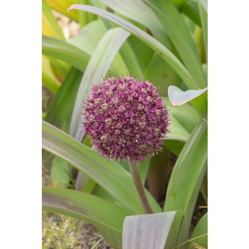 Allium Ostara 6 Bulbs Ready for Planting Now in UK Autumn Outdoor Gardens