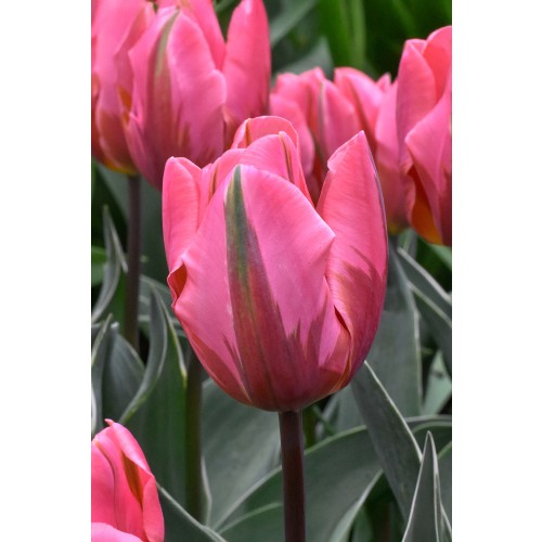 Tulip Rembrandt Pretty Princess 6 Bulbs Ready for Planting Now in UK Autumn Outdoor Gardens by Jamieson Brothers