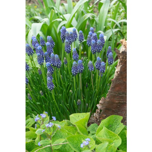 Muscari Night Eyes 10 Bulbs Ready for Planting Now in UK Autumn Outdoor Gardens by Jamieson Brothers