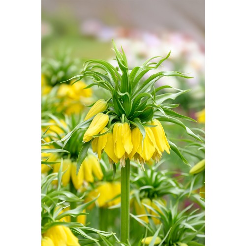 Fritillaria Imperialis Lutea 1 Bulb Ready for Planting Now in UK Autumn Outdoor Gardens