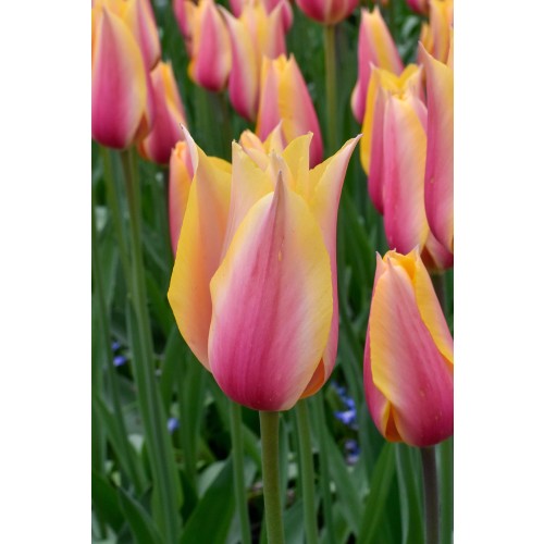 Tulip Blushing Lady 7 Bulbs Ready for Planting Now in UK Autumn Outdoor Gardens