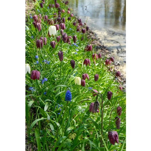 Fritillaria Meleagris Mix 15 Bulbs Ready for Planting Now in UK Autumn Outdoor Gardens