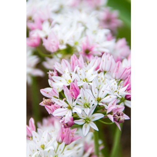 Allium Cameleon 20 Bulbs Ready for Planting Now in UK Autumn Outdoor Gardens