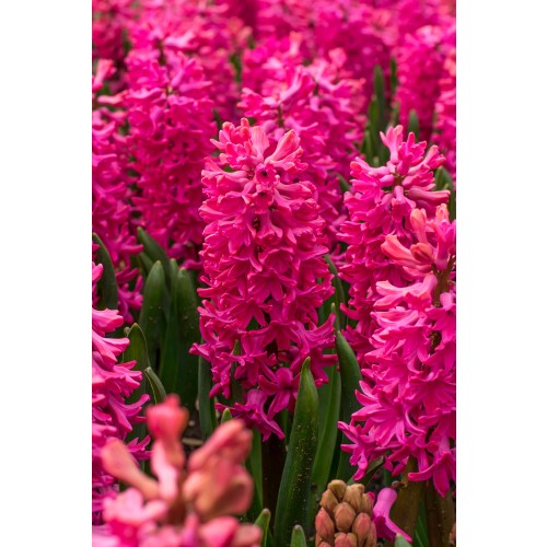 Hyacinthus Jan Bos Prepared For Indoors 3 Bulbs Ready for Planting Now in UK Autumn Indoor Gardens