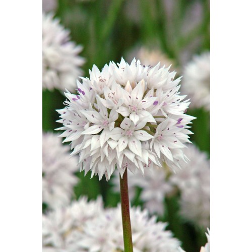 Allium Amplectens Graceful 10 Bulbs Ready for Planting Now in UK Autumn Outdoor Gardens