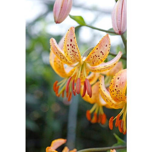 Lilium Martagon Guinea Gold 2 Bulbs Ready for Planting Now in UK Autumn Outdoor Gardens
