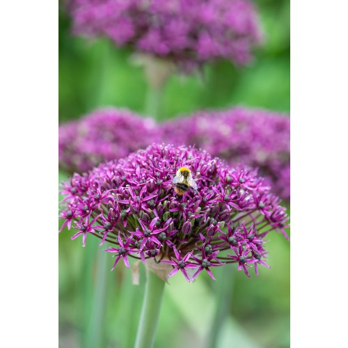 Allium Magic 10 Bulbs Ready for Planting Now in UK Autumn Outdoor Gardens