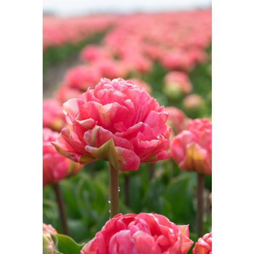 Tulip Double Late Taiwan 6 Bulbs Ready for Planting Now in UK Autumn Outdoor Gardens
