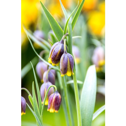Little Treasures Fritillaria Uva-Vulpis 20 Bulbs Ready for Planting Now in UK Autumn Outdoor Gardens by Jamieson Brothers