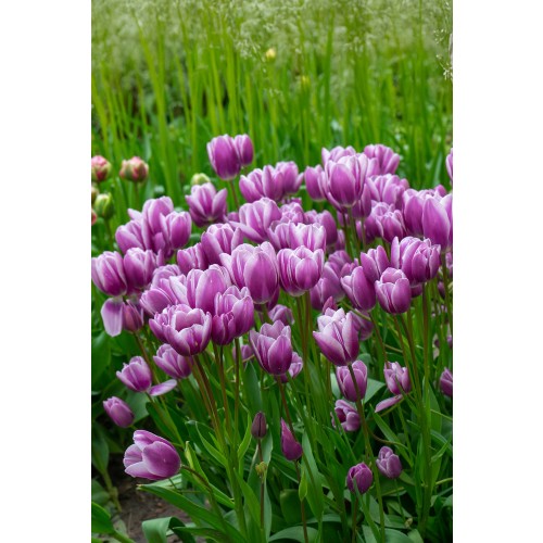 Tulip Multiflowering Purple Elegance 6 Bulbs Ready for Planting Now in UK Autumn Outdoor Gardens