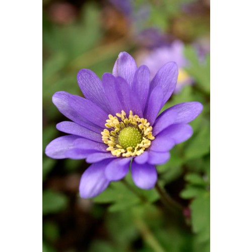 Anemone Blanda Blue Shade 20 Bulbs Ready for Planting Now in UK Autumn Outdoor Gardens