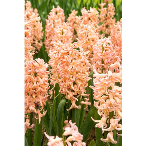 Hyacinthus Gipsy Queen 3 Bulbs Ready for Planting Now in UK Autumn Outdoor Gardens