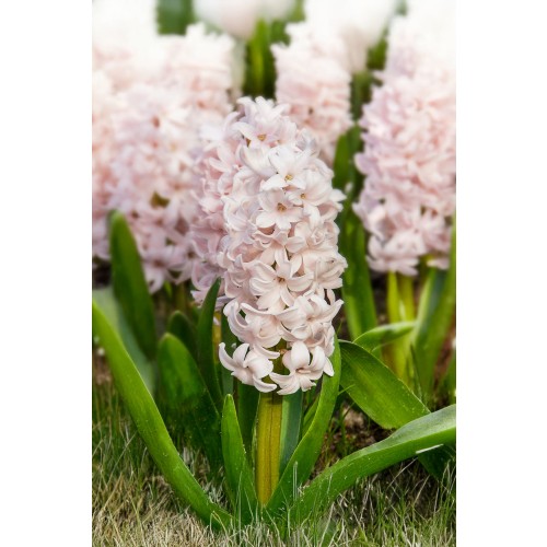 Hyacinthus China Pink 5 Bulbs Ready for Planting Now in UK Autumn Outdoor Gardens
