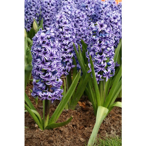 Hyacinthus Orientalis Blue Jacket 5 Bulbs Ready for Planting Now in UK Autumn Outdoor Gardens
