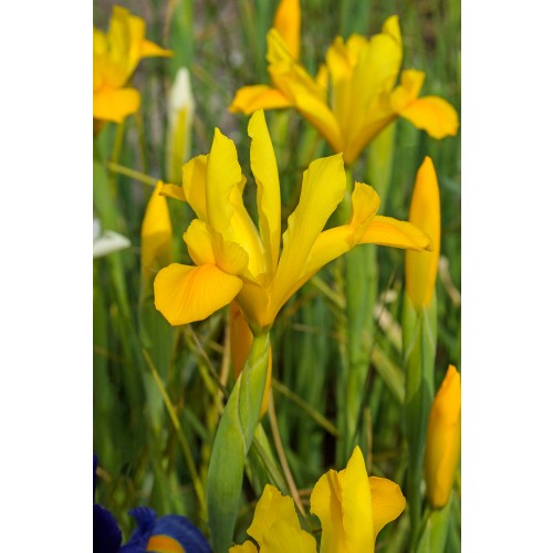 Iris Holl. Royal Yellow 12 Bulbs Ready for Planting Now in UK Autumn Outdoor Gardens