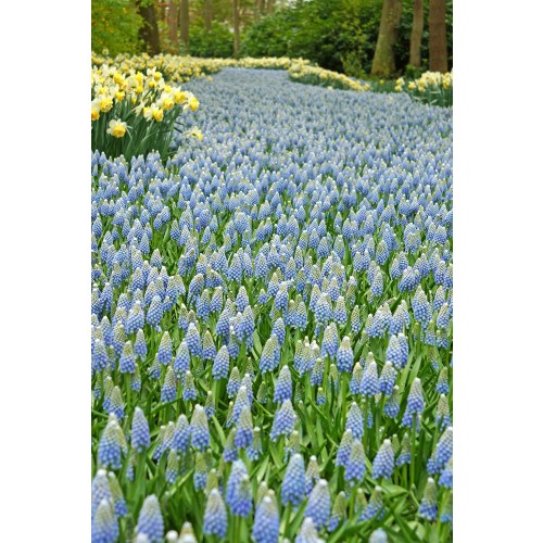 Muscari Aucheri Ocean Magic 15 Bulbs Ready for Planting Now in UK Autumn Outdoor Gardens by Jamieson Brothers