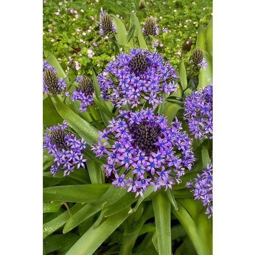 Little Treasures Scilla Peruviana 2 Bulbs Ready for Planting Now in UK Autumn Outdoor Gardens by Jamieson Brothers