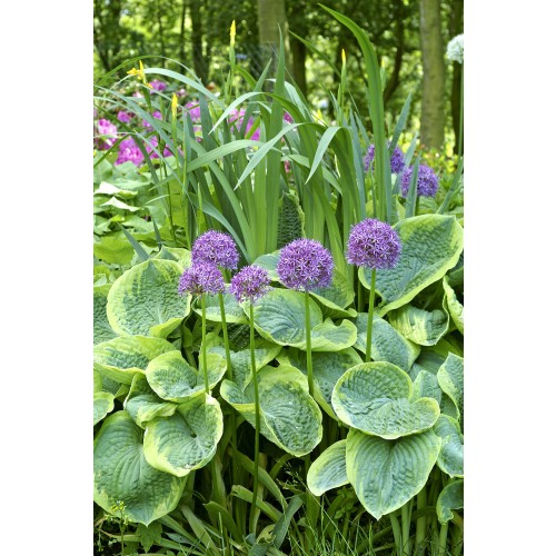 Allium Aflatunense 10 Bulbs Ready for Planting Now in UK Autumn Outdoor Gardens