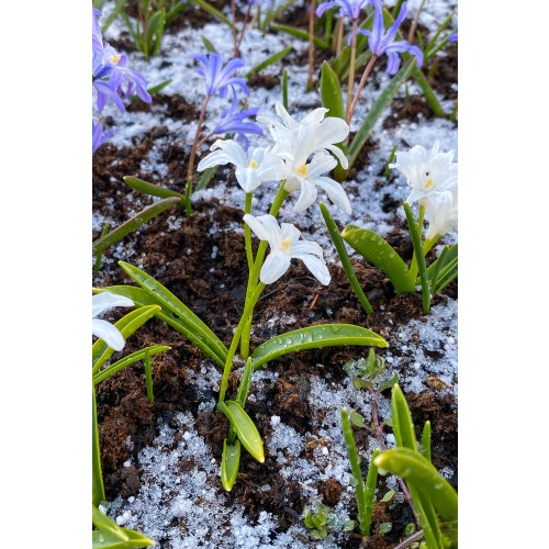 Chionodoxa Luciliae Alba 20 Bulbs Ready for Planting Now in UK Autumn Outdoor Gardens