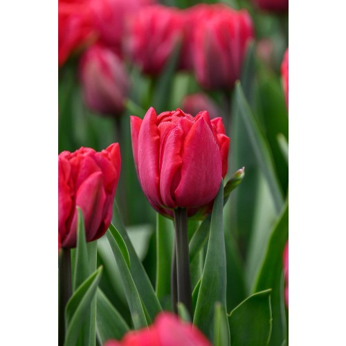 Tulip Double Early Red Foxtrot 6 Bulbs Ready for Planting Now in UK Autumn Outdoor Gardens by Jamieson Brothers