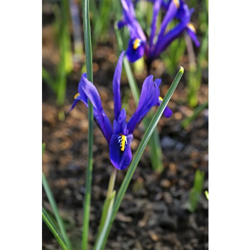 Iris Reticulata Harmony 20 Bulbs Ready for Planting Now in UK Autumn Outdoor Gardens