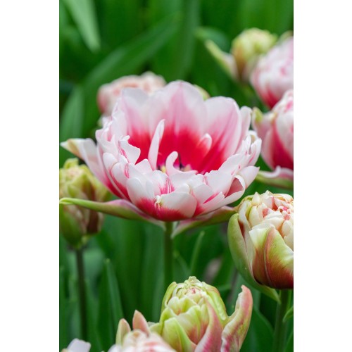 Tulip Double Late Chandelier 6 Bulbs Ready for Planting Now in UK Autumn Outdoor Gardens by Jamieson Brothers