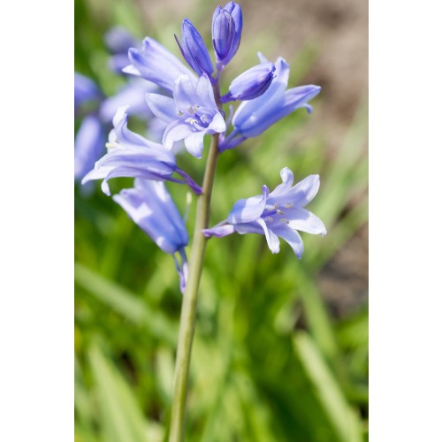 Scilla Campanulata Blue 15 Bulbs Ready for Planting Now in UK Autumn Outdoor Gardens