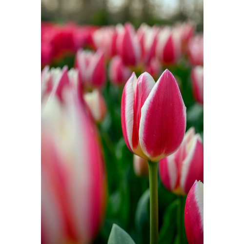 Tulip Darwin Hybride Candy Apple Delight 6 Bulbs Ready for Planting Now in UK Autumn Outdoor Gardens