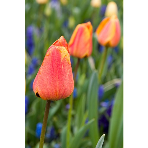 Tulip Double Early Double Beauty Of Apeldoorn 6 Bulbs Ready for Planting Now in UK Autumn Outdoor Gardens by Jamieson Brothers