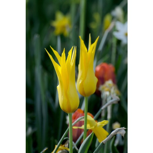 Tulip Lilyflowering Flashback 6 Bulbs Ready for Planting Now in UK Autumn Outdoor Gardens