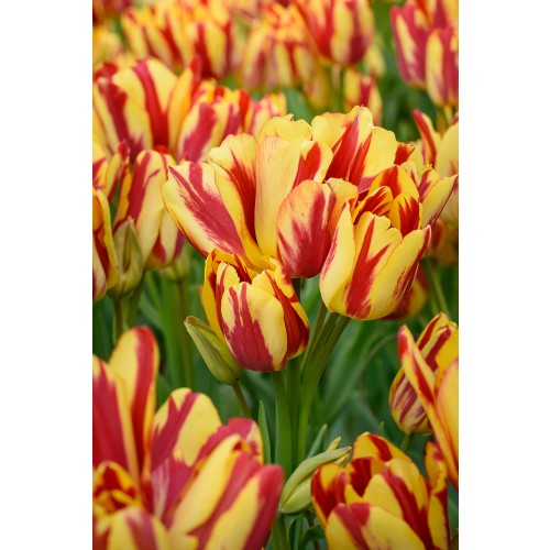 Tulip Multiflowering Wonder Club 6 Bulbs Ready for Planting Now in UK Autumn Outdoor Gardens