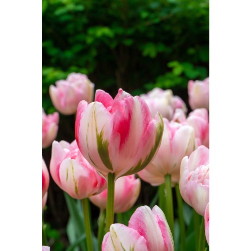 Best Friends, Magnolia Dreams: Tulip Finola & Canyon, 6 Bulbs Ready for Planting Now in UK Autumn Outdoor Gardens