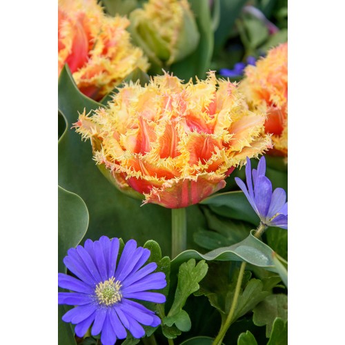 Tulip Crispa Brisbane 6 Bulbs Ready for Planting Now in UK Autumn Outdoor Gardens