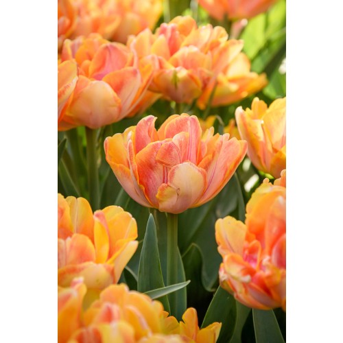 Tulip Double Early Foxy Foxtrot 6 Bulbs Ready for Planting Now in UK Autumn Outdoor Gardens by Jamieson Brothers