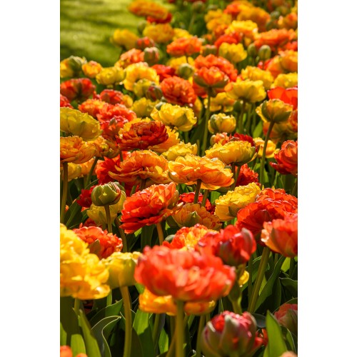 Best Friends, Pretty Pumpkins: Tulip Canyon & Sunlover, 7 Bulbs Ready for Planting Now in UK Autumn Outdoor Gardens