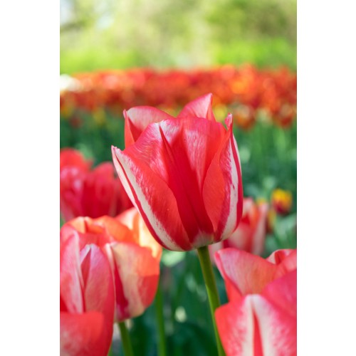 Tulip Triumph Spryng Break 6 Bulbs Ready for Planting Now in UK Autumn Outdoor Gardens by Jamieson Brothers