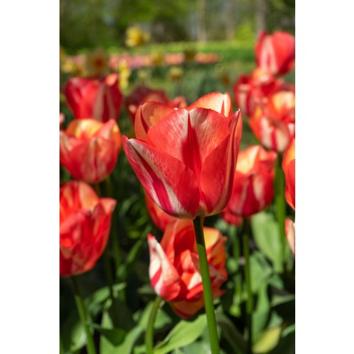 Patio Set: Tulip Spring Fling 8 Bulbs Ready for Planting Now in UK Autumn Outdoor Gardens